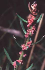 Image result for Laurembergia tetrandra