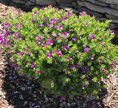 Image result for Polygala filicaulis