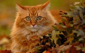 Autumn Cute Animals Animals Cats And Kittens