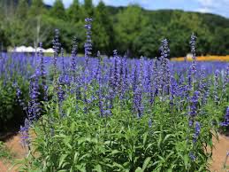 Image result for Salvia farinacea