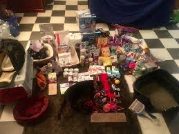 Fundraiser by Katelyn Giudice : Help Save Mystery the Cat