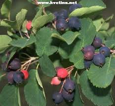 Image result for indiánská borůvka obrázek