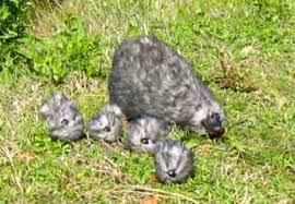 While legend has it that haggis is a furry little creature that roams the scottish highlands, in reality it's a savoury pudding made from sheep's offal, blended with onion, oatmeal, suet (animal. Fake Picture Of Haggis Family Fools Animals Lovers Viral News Scotland