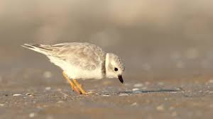 Mô tả độc đáo về cách săn mồi