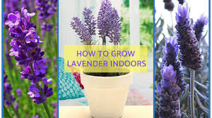 What is the best way to plant lavender? Lavender Plant Indoors