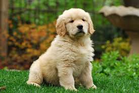 Golden retriever puppies are famously friendly and docile. Golden Retriever Puppy For Sale How Much They Cost And Why Marshalls Pet Zone