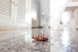Protect your home, schedule service now for superior results & peace of mind. How To Get Rid Of Cockroaches Naturally Ways That Really Work