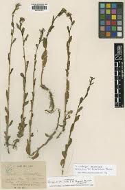 Image result for Rorippa nudiuscula