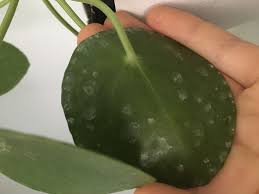 Weisse Flecken Auf Pilea Pflanzen Pflanzenpflege Zimmerpflanzen
