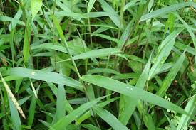 Image result for Ischaemum