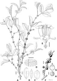 Image result for Warneckea sp.