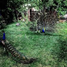 Tavuskuslari Doktorun Bahcesi Malatya Kale Doktorunbahcesi Tavuskusu Peacock Turkey Russia Germany Argentina Italy India France In 2020 Animals Bird