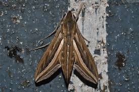 Image result for Hippotion celerio