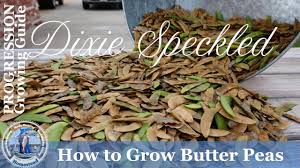 'prepared butter beans, water, less than 2% of bacon fat, salt, dried onion i am sure they are good, but i ordered glory seasoned butter beans and instead got glory country. How To Grow Butter Peas Progression Complete Growing Guide Dixie Speckled Butterpeas Youtube