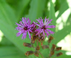 Image result for Vernonia kirkii