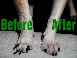How Do I Know If My Dog S Nails Are Too Long