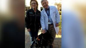 March 30, 2020 at 11:19 am. Maryland Woman Credits Search And Rescue Dog Heidi With Detecting Her Lung Cancer Abc News