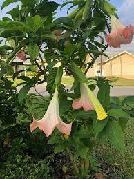 Pin On Home Gardening