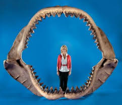 Agassiz, noting that great white shark teeth and the fossil megalodon teeth were both serrated, lumped megalodon into the same genus, carcharodon, (from the greek karcharos, meaning sharp or jagged, and odous, meaning tooth). For Sale World S Largest Shark Jaws Live Science
