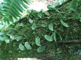 Image result for Elaphoglossum kivuense