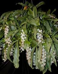 Image result for Nephrangis filiformis