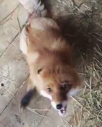 Begging Sound Video Cute Funny Animals Cute Animals Pet Fox