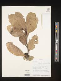 Image result for Xymalos monospora