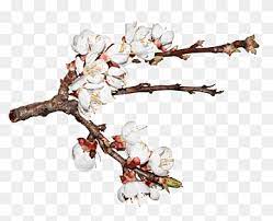 Hold your brush so the top pointed part is on the left and paint the branch. Cherry Blossom Cerasus Branch Realistic Hand Painted Cherry Blossom Branches Watercolor Painting Tree Branch Hand Png Pngwing