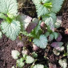 We did not find results for: Lamium Maculatum Ghost Spotted Nettle Ghost In Gardentags Plant Encyclopedia