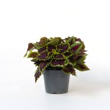 Image result for Coleus scutellarioides