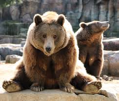 Zoo Aquarium Madrid Bear Grizzly Bear Brown Bear