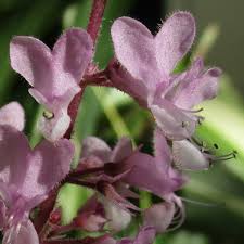 Image result for Syncolostemon