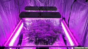 With so many grow lights out there, it can be overwhelming to choose a grow light that it comes with a hanging kit, protective glasses and power cord. What S With Side Lighting Does It Really Help 420 Magazine
