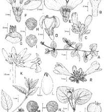 Image result for Ixora kalehensis