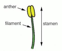 Image result for Andropterum