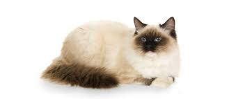 Home of your sepia, mink, & traditional purrfect ragdoll kittens. Ragdoll Cat Breed Profile Petfinder