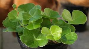 Image result for Oxalis semiloba