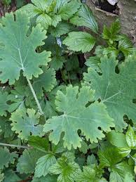 Image result for Macleaya cordata