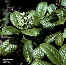 Image result for Psychotria heterosticta