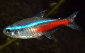 Neon Tetras My Betta S Tank Mate You Take A Risk Putting Other Fish In With The Betta But I Read Up On Go Neon Tetra Aquarium Fish Tropical Freshwater Fish