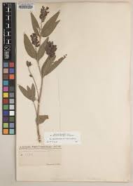 Image result for Eriosema shirense