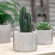 Suchen sie in stockfotos und lizenzfreien bildern zum thema blumentopf beton von istock. Diy Blumentopf Aus Beton Fur Kakteen Und Sukkulenten Dekoideenreich