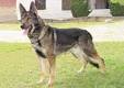 Kunming Dog Breed Information and Pictures