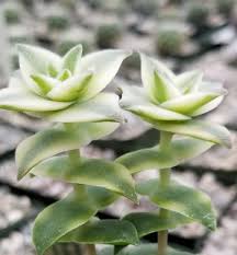 Image result for Crassula vaginata