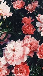 Nature Iphone Wallpaper Ideas Nature Wallpaper Iphone Flowers Follow Me Dipasha Dev For More Phot Nature Iphone Wallpaper Flower Wallpaper Nature Wallpaper