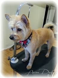 Terrier Mix With Style Dog Groomer In Coquitlam Pitbull Terrier Dog Groomers Terrier Mix