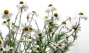 Image result for roman chamomile plants white background