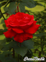 Image result for Rosa sp.