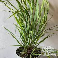 Image result for hakonechloa macra nicolas