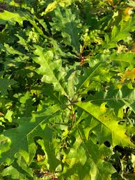 Shumard Oak Chestnut Hill Nursery